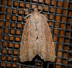 Cutina albopunctella