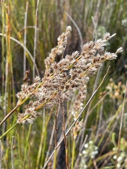 Hypodiscus argenteus