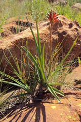 Aloe verecunda