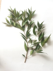 Syzygium myrtifolium