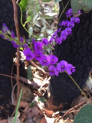 Hardenbergia