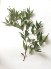 Syzygium myrtifolium