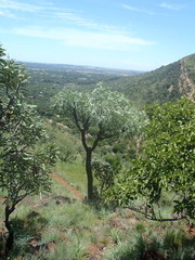 Cussonia paniculata sinuata