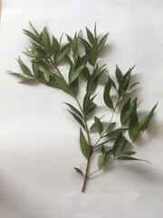 Syzygium myrtifolium