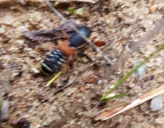 Platydracus stercorarius