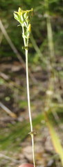 Sebaea grisebachiana