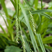Carex sylvatica - Photo (c) Martin A. Prinz, μερικά δικαιώματα διατηρούνται (CC BY-NC), uploaded by Martin A. Prinz