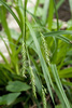 European Woodland Sedge - Photo (c) Martin A. Prinz, some rights reserved (CC BY-NC), uploaded by Martin A. Prinz