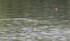 Tachybaptus ruficollis