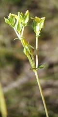 Sebaea grisebachiana