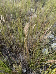 Hypodiscus argenteus