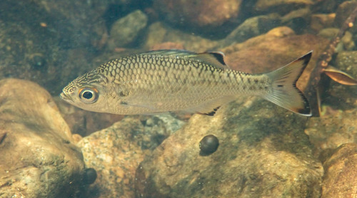 Aholehole (Kuhlia marginata) — Kuhliidae — 5