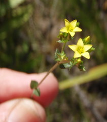 Sebaea grisebachiana