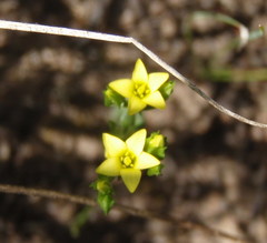 Sebaea grisebachiana