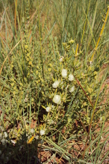 Pollichia campestris