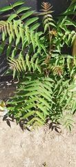 Ailanthus altissima