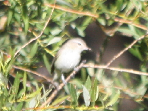 Vireo swainsoni