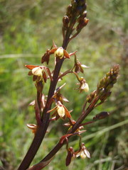 Eulophia cochlearis