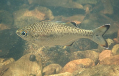 Kuhlia marginata