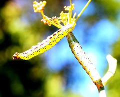 Compsotata elegantissima