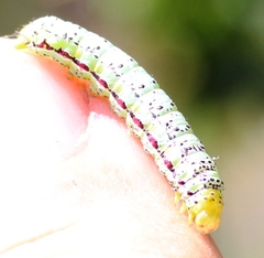 Compsotata elegantissima