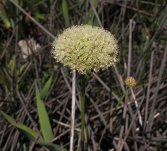 Hermas ciliata