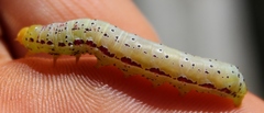 Compsotata elegantissima