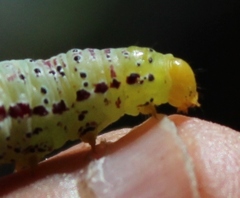 Compsotata elegantissima