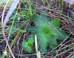 Hermas ciliata