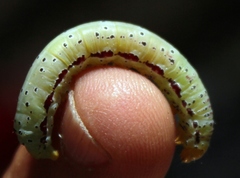 Compsotata elegantissima
