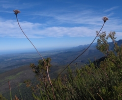 Hermas ciliata