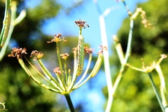 Compsotata elegantissima