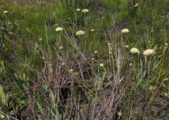 Hermas ciliata