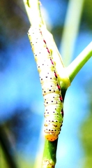 Compsotata elegantissima