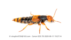Dinothenarus chrysocomus