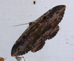 Anisoneura