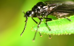 Dilophus febrilis