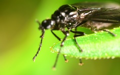 Dilophus febrilis