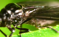 Dilophus febrilis