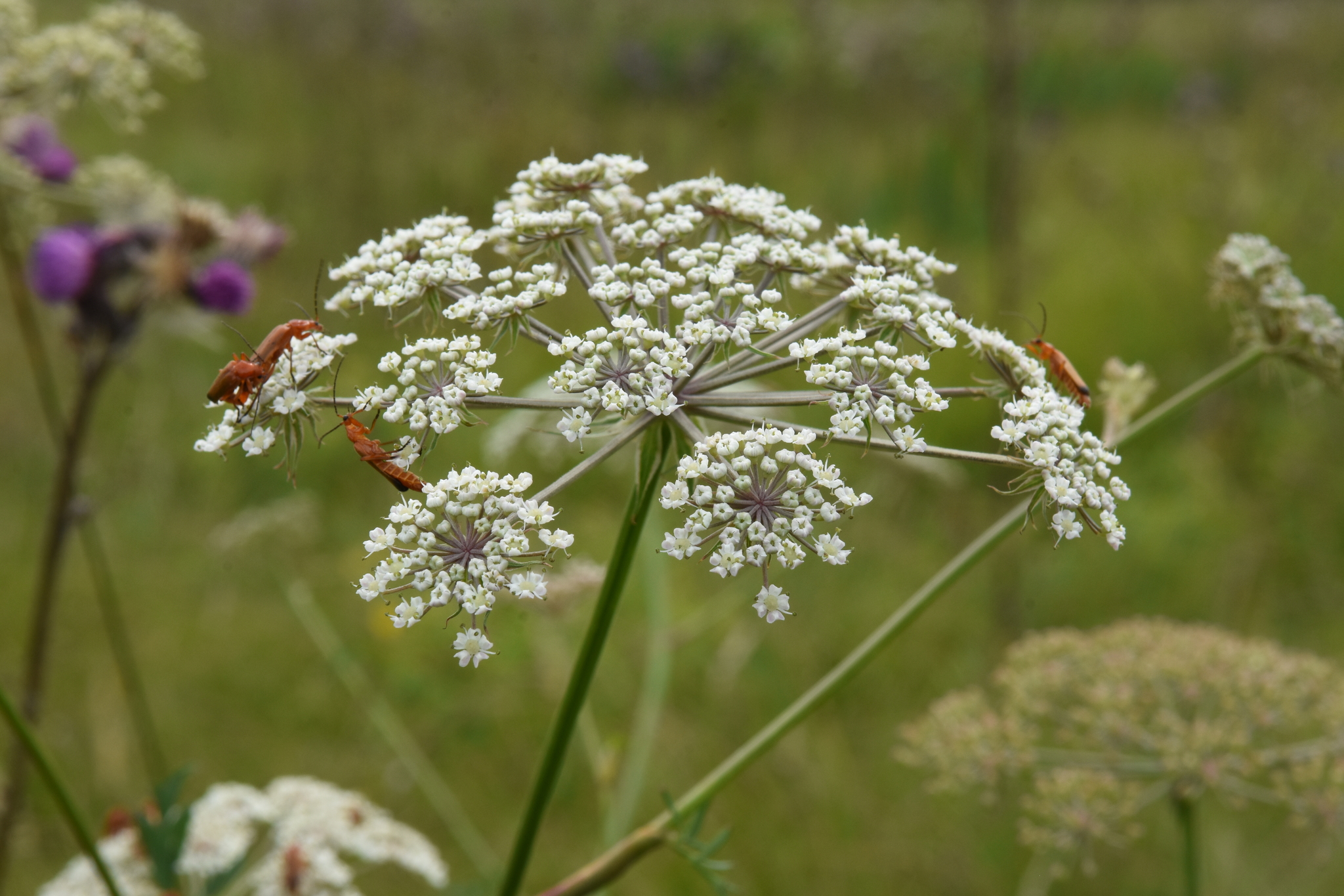Peucedanum palustre