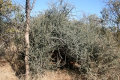 Boscia foetida