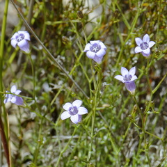 Wahlenbergia ecklonii