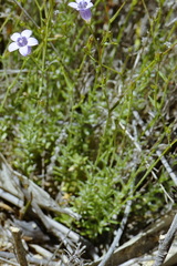 Wahlenbergia ecklonii