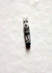 Microcrambus minor