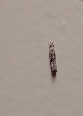 Microcrambus minor