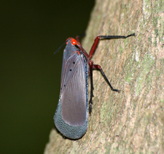 Kalidasa nigromaculata