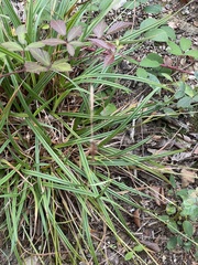 Carex binervis