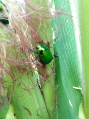 Calomacraspis splendens