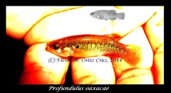 Oaxaca Killifish photo 2