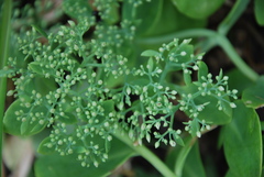 Hylotelephium spectabile